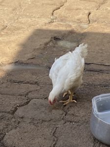 2026-01-20 afrique 03