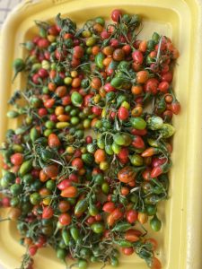 2026-01-20 afrique 08